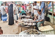 বৈদ্যেরবাজার ফিশারি ঘাটে দৈনিক ২০ লাখ টাকার মাছ বিক্রি  