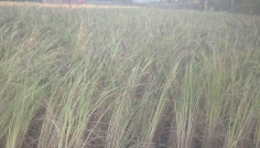 বোয়ালখালীতে বিলুপ্তির পথে কালোজিরা ধানের আবাদ