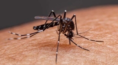 ডেঙ্গুতে আক্রান্ত হয়ে একদিনে হাসপাতালে ভর্তি ৫৭২