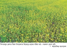 দিনাজপুরে সরিষা আবাদ লক্ষ্যমাত্রা ছাড়িয়েছে  