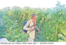 ফটিকছড়িতে শীতকালীন সবজির বাম্পার ফলন  