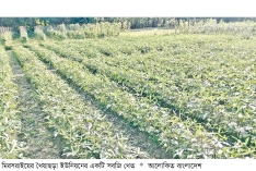 মিরসরাইয়ে ১২০০ হেক্টর জমিতে শীতকালীন সবজি চাষ  