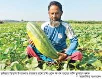 জৈব পদ্ধতিতে আগাম বাঙ্গি চাষে সাফল্য  