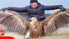 সিরাজগঞ্জে বিরল প্রজাতির শকুন উদ্ধার, পাঠানো হবে সংরক্ষণে