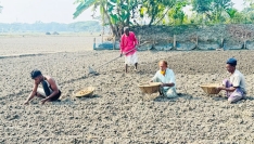 চাঁদপুরে আলু বপনে ব্যস্ততা, লক্ষ্যমাত্রা ৭ হাজার হেক্টর