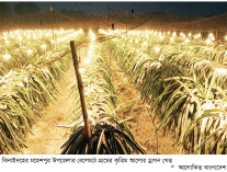 কৃত্রিম আলোতে ড্রাগন চাষ কৃষিতে নতুন বিপ্লব  