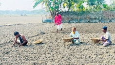 চাঁদপুরে আলু বপনে ব্যস্ততা, লক্ষ্যমাত্রা ৭ হাজার হেক্টর
