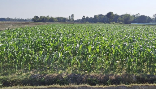 দিনাজপুরে ভুট্টার বাম্পার ফলন আশায় বুক বেঁধেছেন কৃষকেরা