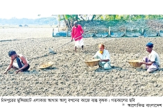 চাঁদপুরে আলু রোপণে ব্যস্ততা লক্ষ্যমাত্রা সাত হাজার হেক্টর  