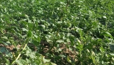 সিরাজগঞ্জে চরাঞ্চলে মিষ্টি আলু চাষে বাম্পার ফলনের সম্ভাবনা