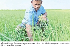 মুড়িকাটা পেঁয়াজে লাভের আশা কৃষকের  