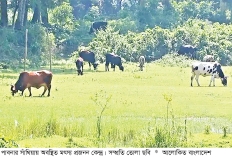 মৎস্য প্রজনন কেন্দ্র এখন গো-চারণ ভূমি  