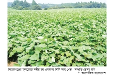 সিরাজগঞ্জে মিষ্টি আলুর বাম্পার ফলনের সম্ভাবনা  