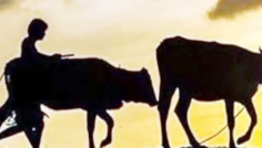 বোয়ালখালীতে ভোর রাতে গোয়ালঘর থেকে গাভী চুরি