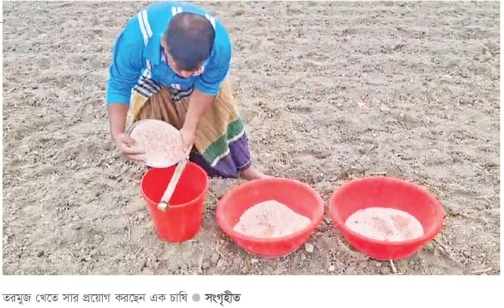 সার সংকটে উৎপাদন শঙ্কায় তরমুজ চাষিরা    