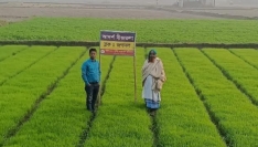 হোসেনপুরে আদর্শ বীজতলায় স্বপ্ন বুনছেন কৃষকরা
