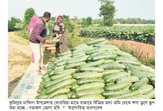 চান্দিনায় শসা চাষে ফিরছে সচ্ছলতা  