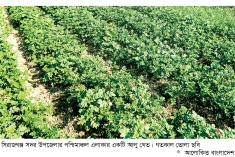 আলুর আবাদ লক্ষ্যমাত্রা ছাড়িয়েছে  