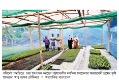 দশমিনায় মাটি ছাড়া চারা উৎপাদন  