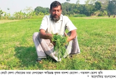 ১০ শতাংশ জমির পেঁয়াজের চারা কেটে ফেলার অভিযোগ  