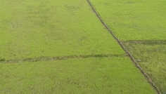 সিরাজগঞ্জে ইরি বোরো ধানের বীজতলা তৈরী শুরু