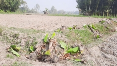 নীলফামারীতে রায়ের পরও ৪’শ কলাগাছ উপড়ে ফেলার অভিযোগ