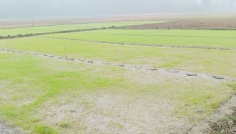 কুয়াশা ও শৈত্যপ্রবাহে চুয়াডাঙ্গায় বোরো বীজতলা ঝুঁকিতে