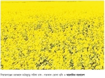সরিষা চাষে লাভবান কৃষক  