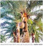 খেজুরের রস সংগ্রহে ব্যস্ততা বেড়েছে গাছিদের  