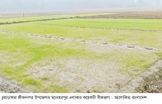 চুয়াডাঙ্গায় কুয়াশায় নষ্ট হচ্ছে বোরো বীজতলা  