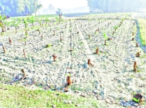 ৪০০ কলাগাছ উপড়ে ফেলেছে দুর্বৃত্তরা 