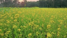 চুয়াডাঙ্গায় মাঠজুড়ে সরিষা ফুলের সমারোহ