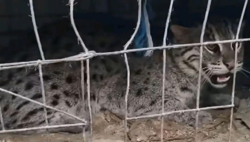 কলারোয়ায় ফাঁদে মেছোবাঘ আটক, অতঃপর অবমুক্ত