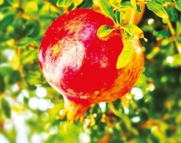 ত্বকের স্বাস্থ্য ভালো রাখতে  