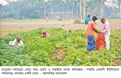 মাঠেই বিক্রি হয়ে যাচ্ছে আগাম আলু, স্বস্তিতে চাষিরা 