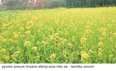 আলমডাঙ্গায় সরিষার ফলন নিয়ে আশাবাদী কৃষক  