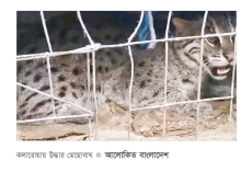 কলারোয়ায় মেছোবাঘ উদ্ধার, পরে অবমুক্ত   