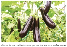 কুষ্টিয়ায় বিষমুক্ত বেগুন আবাদে ঝুঁকছেন চাষিরা  
