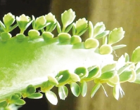 পাথর সরাবে পাথরকুচি 