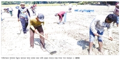 উন্নত জাতের আলু চাষে ব্যস্ত গাইবান্ধার কৃষক   