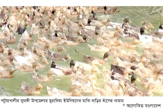 হাঁস পালনে ফিরছে সচ্ছলতা  