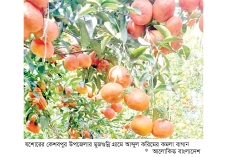 কমলা চাষে ভাগ্য ফিরেছে করিমের  