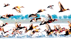 পাখির প্রতি ভালোবাসা  