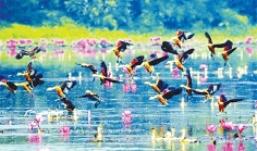 অতিথি পাখির অজানা গল্প  