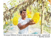 মালচিং পদ্ধতিতে তরমুজ চাষে সাফল্য  