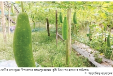 দাগনভূঞায় কীটনাশক ছাড়া লাউ চাষে সাফল্য  