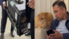 ঢাকায় পৌঁছেছে তারেক পরিবারের আদরের বিড়াল ‘জেবু’