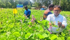 দিনাজপুরে শিম চাষে স্বাবলম্বী কৃষকরা