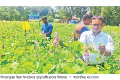 দিনাজপুরে শিম চাষে লাভবান কৃষক  