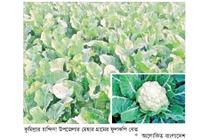 চান্দিনায় ফুলকপির ফলন ও দামে খুশি কৃষক  
